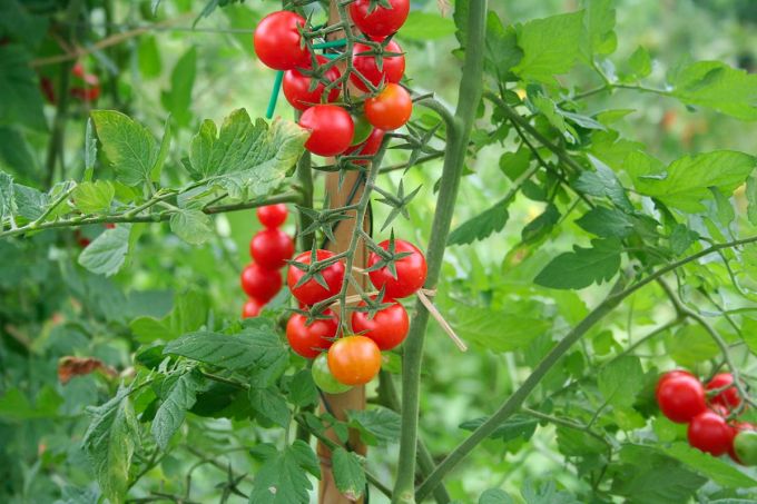 plan de tomate