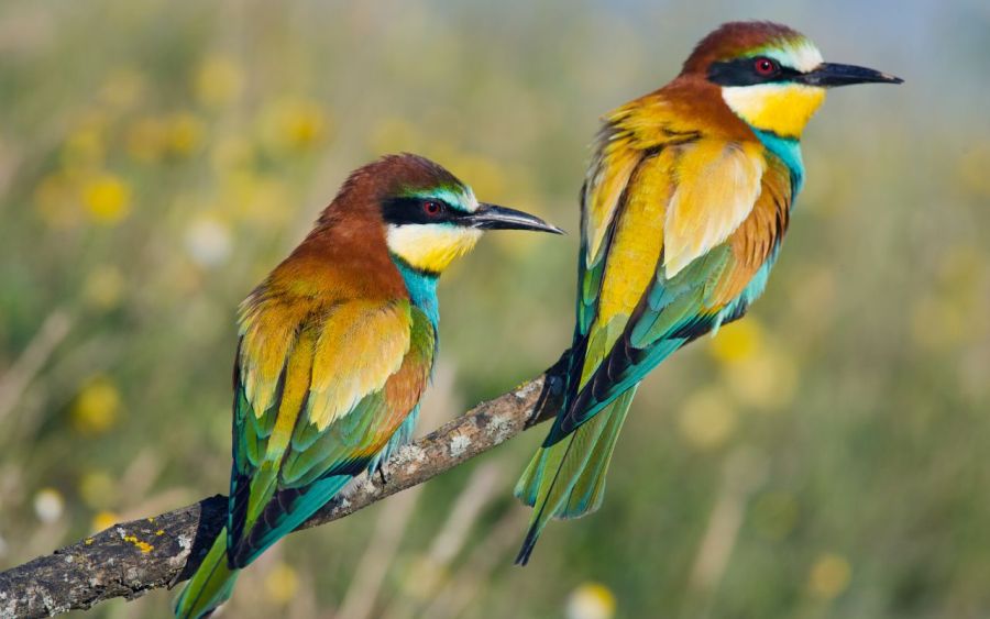 attirer oiseaux jardin