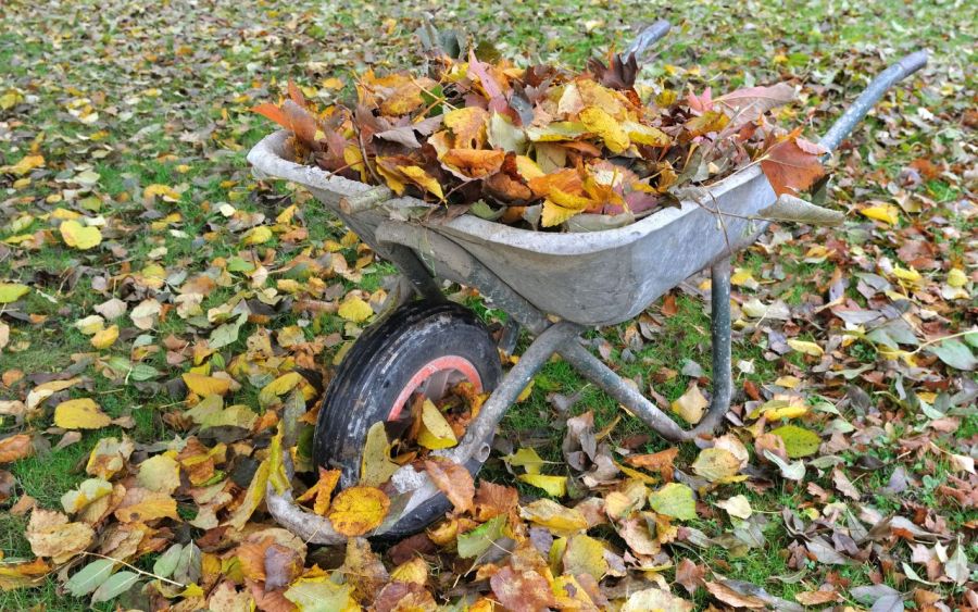 ramasser feuille morte