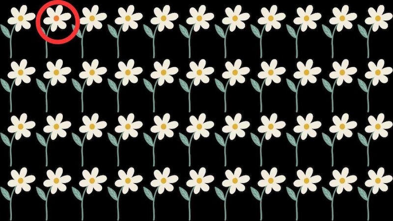 reponse intrus marquerite