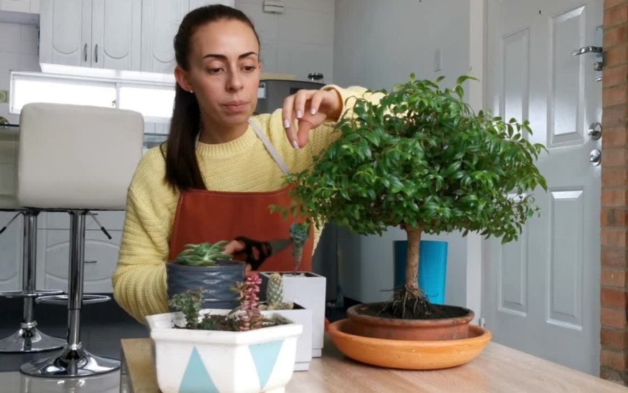 calendrier bouture jardin 2024