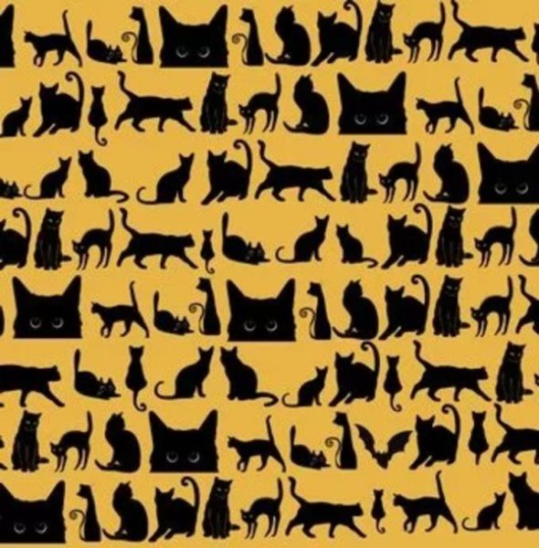 defi visuel trouver chauves souris