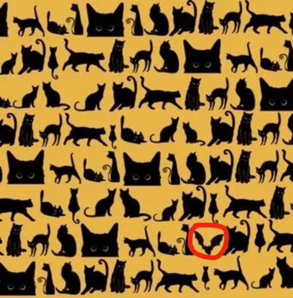 defi visuel chauve souris reponse