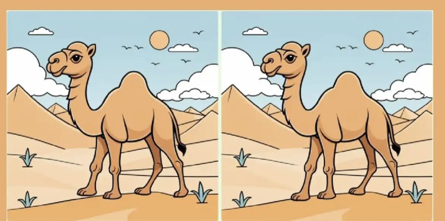 3 différences dromadaire