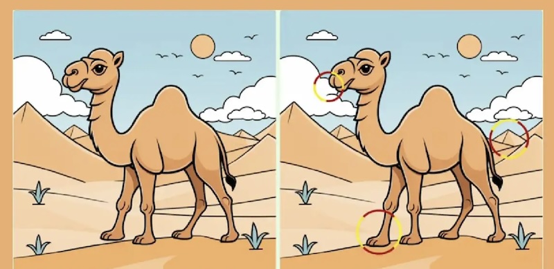 les 3 differences image dromadaire