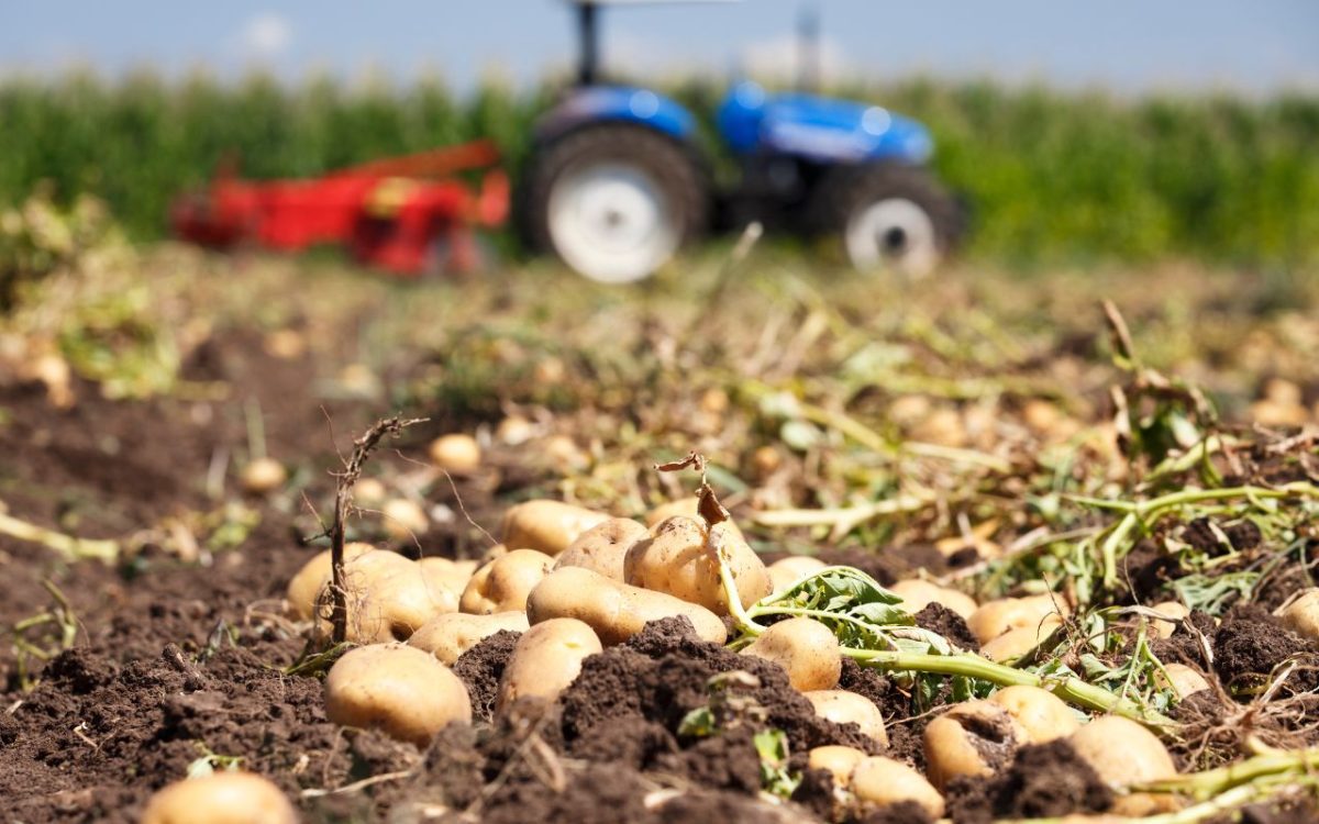 Quand planter des pommes de terre en 2024 ? - Picoum