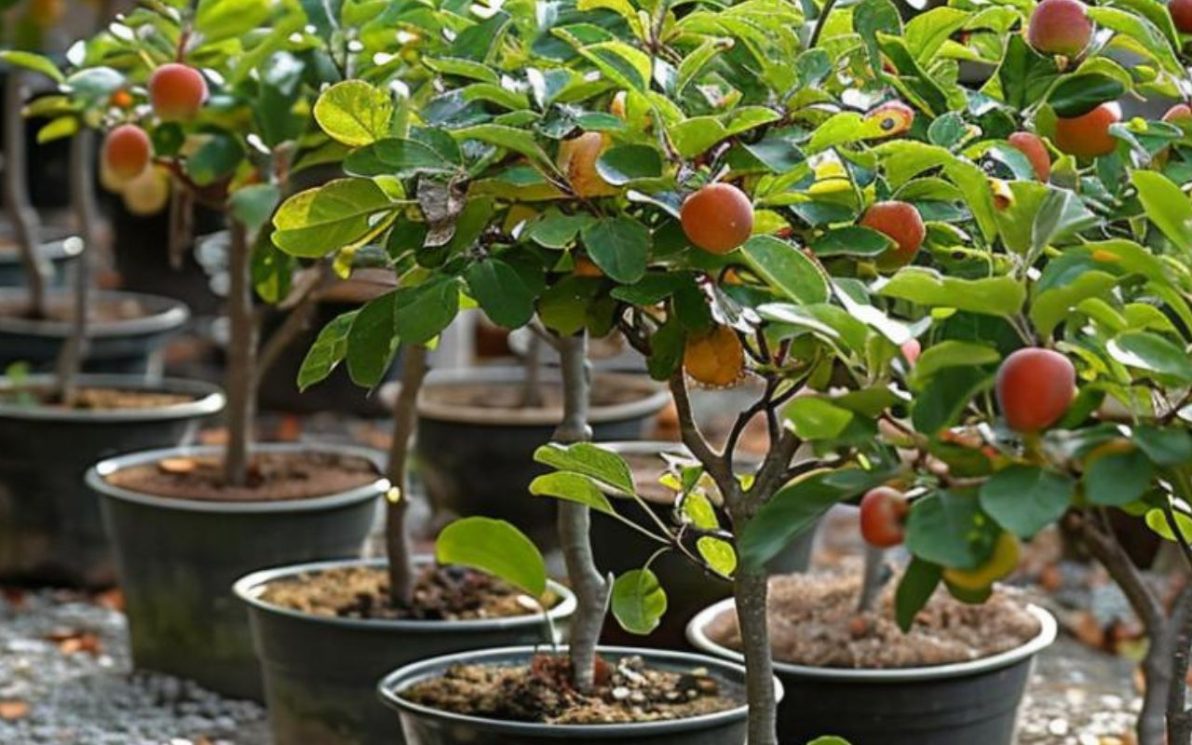 La magie des arbres fruitiers nains : une option merveilleuse pour les